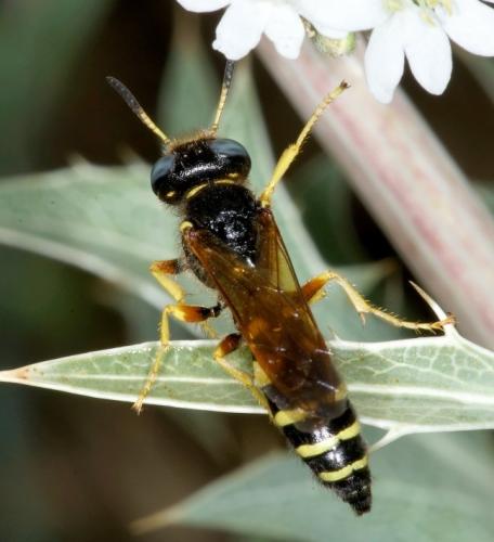Philanthus coronatus